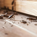 D & R Pest Control - Pest Control Equipment & Supplies