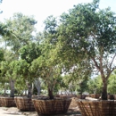 Jimenez Nursery & Landscapes - Landscape Designers & Consultants