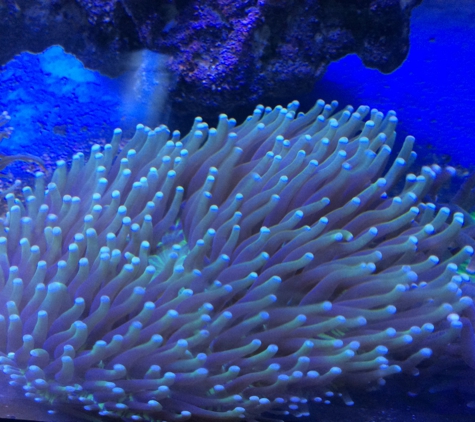 Fish & Coral Paradise - Hialeah, FL