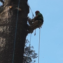 Lionel's Tree Care & Removal - Tree Service