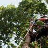 Victorio Tree Service & Landscaping gallery