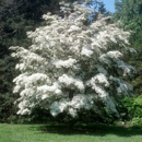 State Arboretum of Virginia - Arboretums