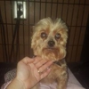 Groomingdale's Pet Salon gallery
