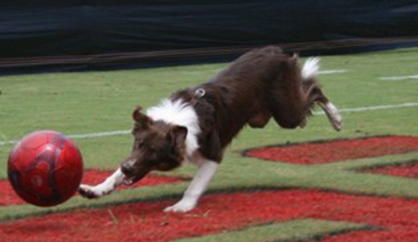 Soccer Dogs - Ocala, FL