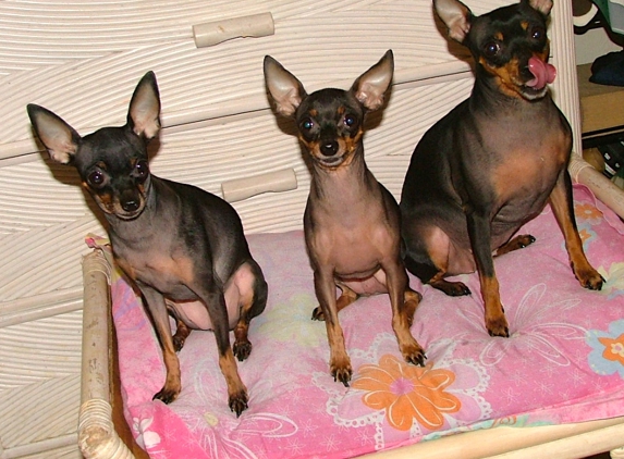 Roger Gilley DVM - Homestead, FL. Our mum dog  and her 2 daughters Miniature Pinschers Tica & the girls.