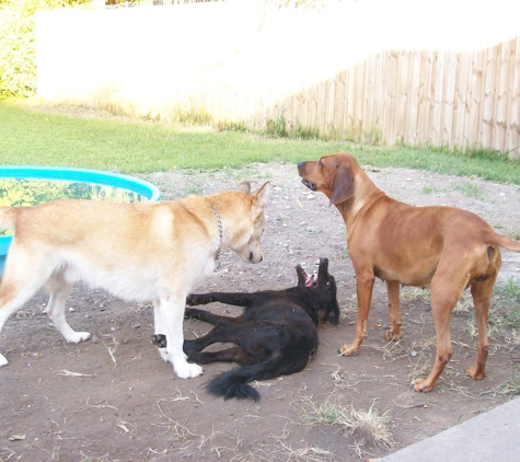 Russell's K-9 Academy - Daytona Beach, FL