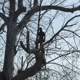 JNG Working Climber and Tree Services LLC