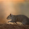 Ram Termite Control gallery