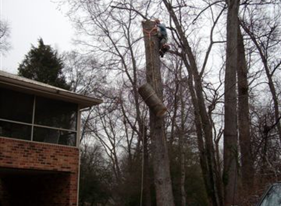 A Accurate & Economical Tree Experts - Charlotte, NC