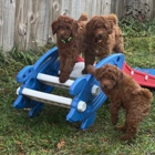 Royal Plush Mini Goldendoodles