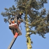 Alliance Tree Service gallery