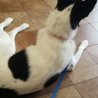 Banfield Pet Hospital