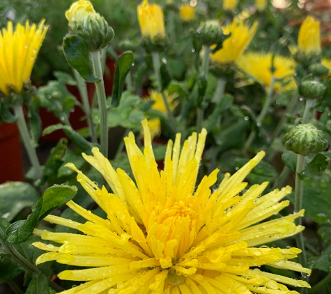 Eckert's Greenhouses & Perennials - Sterling Heights, MI