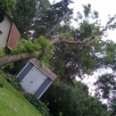 Randal Tree Service - Tree Service