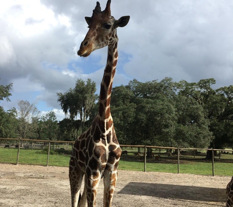 Giraffe Ranch - Dade City, FL