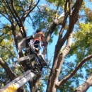 A-1 Tree Service - Landscaping & Lawn Services