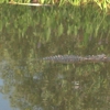 Lake Woodruff National Wildlife Refuge gallery