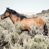 Carter Reservoir Mustangs Inc gallery
