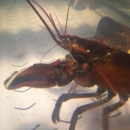 Red Lobster - Seafood Restaurants