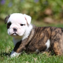 Best Puppies - Pet Breeders