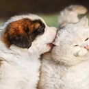 South Panola Veterinary Hospital - Veterinary Clinics & Hospitals