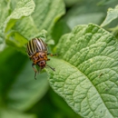 Gilstrap Exterminating - Pest Control Equipment & Supplies