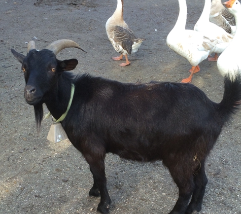 The Painted Pony Petting Zoo and Pony Ride Service - Fort Pierce, FL