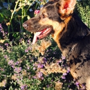 Pinkerton Animal Hospital - Veterinary Clinics & Hospitals