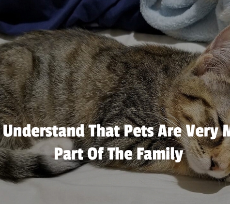 Central Veterinary Clinic & Hospital - Tarneit, VIC. We Understand That Pets Are Very Much Part Of The Family