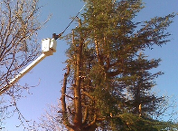 Panhandle Tree Service - Tulia, TX