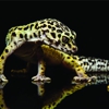 Middle Earth Reptiles gallery
