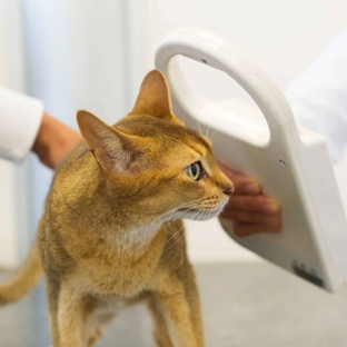 Ashcroft Veterinary Surgeons - Ashcroft, NSW