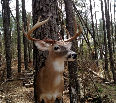 Campbell's Quality Deer Processing And Taxidermy - Trenton, SC