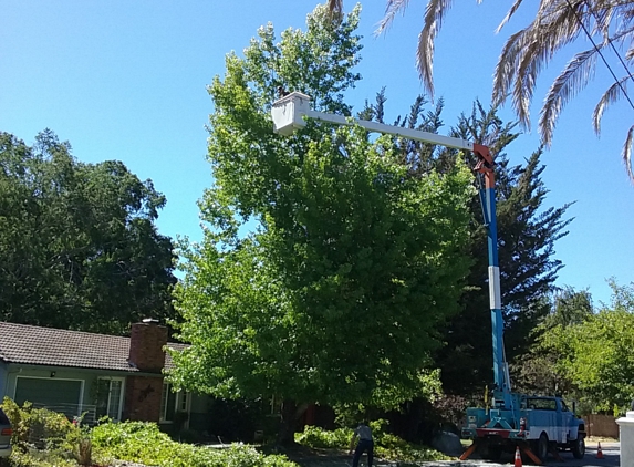 Martin's Tree Works - ben lomond, CA