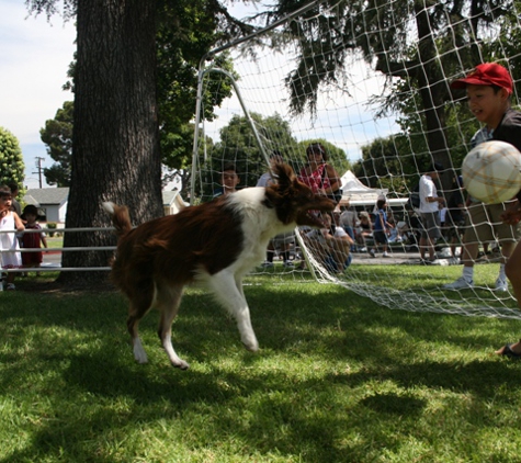 Soccer Dogs - Ocala, FL