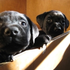 Bed & Biscuit Kennel