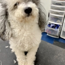 Sellers Pet Grooming - Pet Grooming