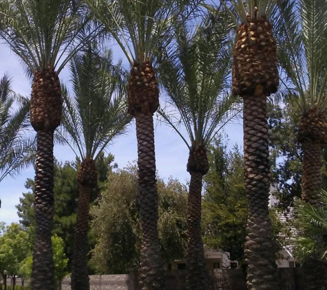 Aron's Tree Service - Las Vegas, NV