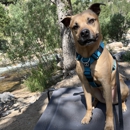 Cosmic Dog Training & Interspecies Learning - Dog Training