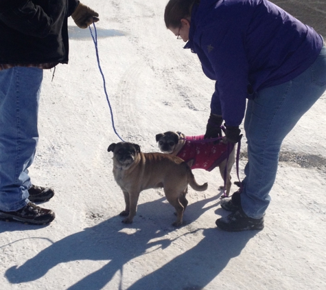 Indiana Dog Whisperer - Avon, IN