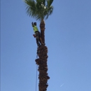 PALMtrees "R" us - Grading Contractors