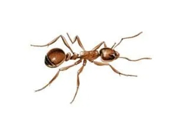 Novopest Professional Pest Management