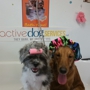 Dog Groomer Academy