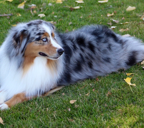 High Desert Aussies - Bend, OR