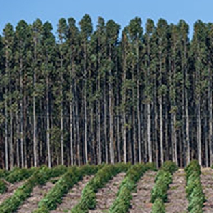 C.T. Timbers Pty Ltd - Dandenong South, VIC
