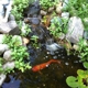 Goldfish Gardens