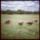 Yonder Way Farm