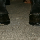 Hooves In Motion Farrier Service - Horseshoers