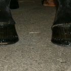 Hooves In Motion Farrier Service