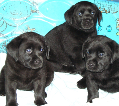 Cherry Oaks Labradors - Beaumont, CA. BLACK ENGLISH LAB PUPPIES